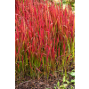 Imperata cylindryczna Red Baron - Imperata cylindrica