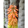 Trytoma groniasta-Kniphofia