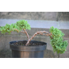 Jałowiec rozesłany Nana - Juniperus procumbens 0019