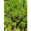 Żywotnik zachodni-Thuja occidentalis Smaragd
