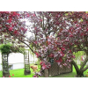 Jabłoń purpurowa-Malus purpurea