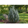 Jałowiec skalny Moonglow - Juniperus scopulorum