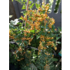 Ognik Soleil d`Or-Pyracantha