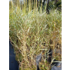 Mozga trzcinowata Picta-Phalaris arundinacea