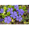 Barwinek większy Variegata - Vinca major Barwinek większy Variegata - Vinca major