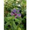 Chaber górski-Centaurea montana
