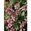 Hortensja bukietowa Dharuma-Hydrangea paniculata