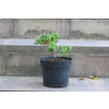 Jałowiec rozesłany Nana - Juniperus procumbens 0020