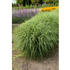 Miskant chinski Little Zebra - Miscanthus sinensis