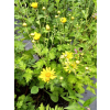 Złocień ogrodowy - Chrysanthemum indicum (hortorum)