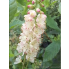 Orszelina olcholistna Ruby Spice - Clethera alnifolia