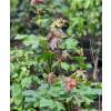 Klon polny - Acer campestre