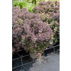 Rozchodnik ogrodowy Globe Yellow - Sedum hybridum
