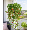 Truskawka Kaskada - Fragaria × ananassa