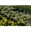 Jałowiec wirginijski Silver Spreader - Juniperus virginiana