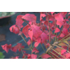 Trzmielina oskrzydlona Rudy Haag-Euonymus alatus