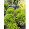 Żywotnik zachodni Danica-Thuja occidentalis