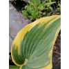 Funkia First Frost - Hosta