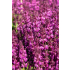 Szałwia omszona Royal Magenta - Salvia nemorosa