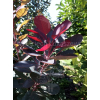 Perukowiec podolski Royal Purple-Cotinus coggygria
