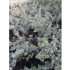 Trzmielina Emerald Gaiety-Euonymus fortunei