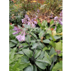 Funkia Halcyon-Hosta