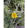Oman wąskolistny - Inula ensifolia Compacta