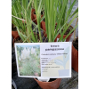 Trawa pampasowa White Feather - Cortaderia selloana