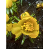 Rannik cylicyjski - Eranthis cilicica Rannik cylicyjski - Eranthis cilicica