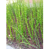 Skrzyp zimowy - Equisetum hyemale