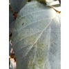 Fotergilla mieszańcowa Blue Shadow-Fothergilla x intermedia