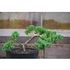 Jałowiec rozesłany Nana - Juniperus procumbens 0029