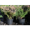Jałowiec płożący Plumosa - Juniperus horizontalis Plumosa