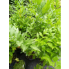 Lubczyk-Levisticum officinale