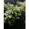Parzydło leśne - Aruncus dioicus (sylvestris)
