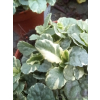 Dąbrówka rozłogowa Variegata-Ajuga reptans