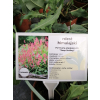 Rdest himalajski Keep Smiling - Persicaria amplexicaulis
