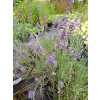 Lawenda ogrodowa-Lavandula vera