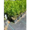 Żywotnik zachodni-Thuja occidentalis Smaragd