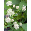 Jarzmianka - Astrantia