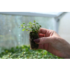 Oregano Bristol Cross - Origanum vulgare