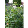 Klon czerwony - Acer rubrum