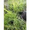 Miskant chiński Strictus Dwarf-Miscanthus sinensis