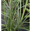 Miskant chiński Krater-Miscanthus sinensis