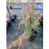 Jałowiec pospolity Kalebab - Juniperus communis