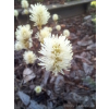 Fotergilla olszolistna Harold Epstein-Fothergilla gardenii