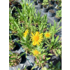 Dzielżan Hoopesa-Helenium Hoopesa