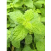 Melisa lekarska-Melissa officinalis