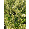 Żylistek wysmukły Marmorata-Deutzia gracilis