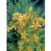 Dziurawiec zwyczajny - Hypericum perforatum